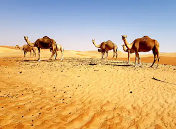 Liwa Adventure Tours & Safari LLC