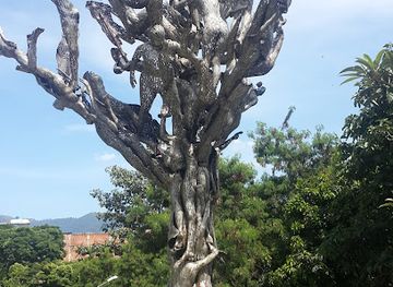 colombia/los-llanos/attraction/arbol-de-la-vida