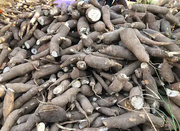 Tanji Womens Gardens