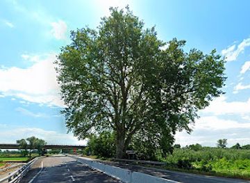 italy/monferrato/attraction/platano-di-napoleone