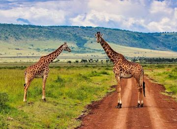 tanzania/mikumi-national-park/attraction/nyuki-adventure-and-safaris