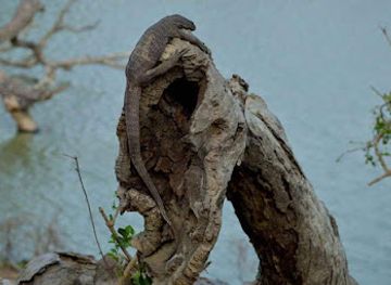 sri-lanka/bundala-national-park/attraction/best-wild-safari-yalasrilanka