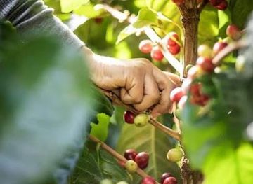 costa-rica/la-fortuna/attraction/cafe-la-bella-tica-organic-coffee-farm