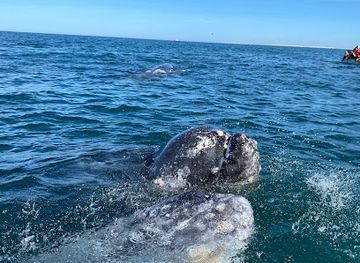 mexico/baja-california-peninsula/attraction/el-vizcaino-biosphere-reserve