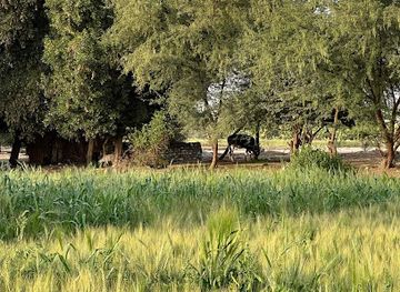 egypt/minya/attraction/jazeera-al-munia-al-kubri