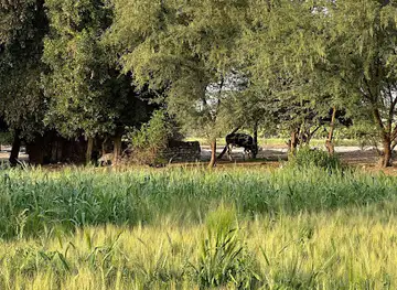 جـزيـرة الـمـنـيـــا الـكـبـري