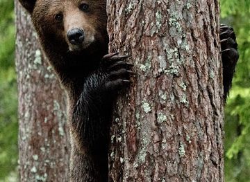 sweden/jamtland/attraction/wild-nordic-sweden