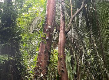 belize/cockscomb-basin-wildlife-sanctuary/attraction/royal-flycatcher-trailhead