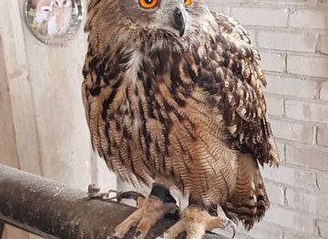 netherlands/kennemerland/attraction/roofvogelcentrum-nl