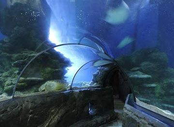 united-kingdom/london/attraction/sea-life-london-aquarium