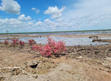 mexico/tamaulipas-coast/attraction/la-sal-del-rey