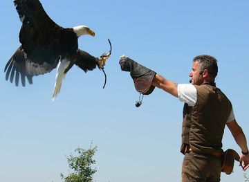 germany/upper-palatinate/attraction/falknerei-greifvogel-park
