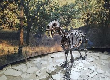 mexico/guadalajara/attraction/museum-of-paleontology-guadalajara