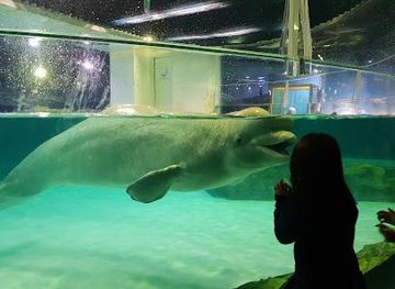 south-korea/suwon/attraction/lotte-world-aquarium