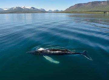 iceland/akureyri/attraction/elding-whale-watching-akureyri