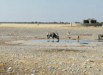 Gemsbokvlakte