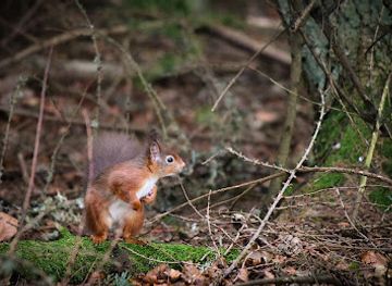 united-kingdom/selkirkshire/attraction/go-wild-scotland