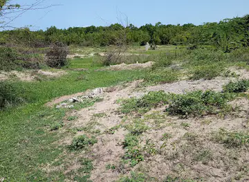 Hippopotamus view