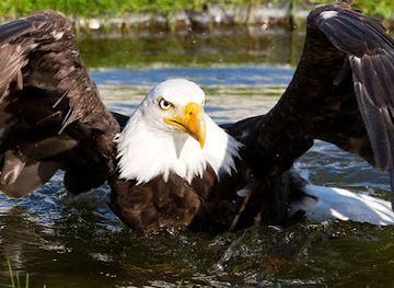 austria/gurktal/attraction/adler-arena-burg-landskron