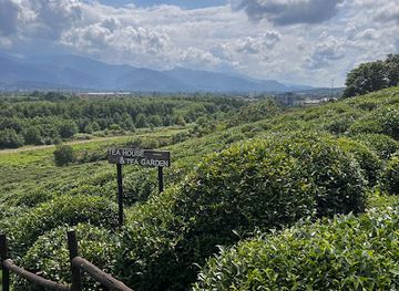 georgia/guria/attraction/taba-tea-house-tea-garden