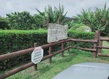 norfolk-island/slaughter-bay/attraction/strawberry-fields-hedge-maze