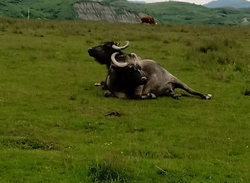 romania/maramures/attraction/cireada-bivoli