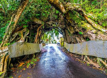 indonesia/bali/attraction/bunut-bolong