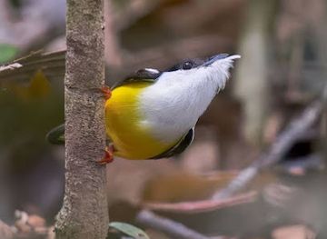 belize/vaca-plateau/attraction/manakin-birding-trail
