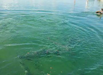 Fish Feeding Dock