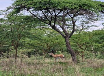 ethiopia/oromia-region/attraction/lake-abijatta