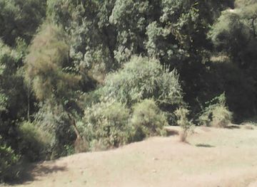 ethiopia/oromia-region/attraction/chilimo-forest