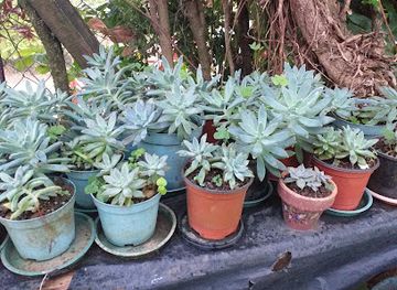 fiji/nausori/attraction/koconnor