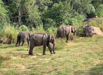 sri-lanka/polonnaruwa/attraction/habarana-elephant-safari