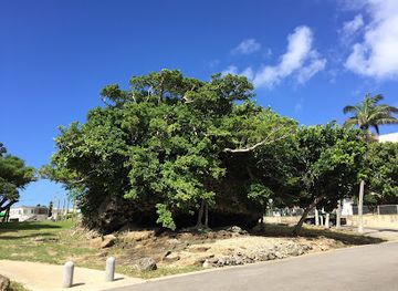 japan/ishigaki-island/attraction/tsunami-uufishi
