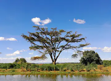 University of Eldoret Arboretum