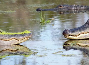 louisiana/florida-parishes/attraction/cajun-country-swamp-tours