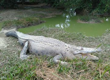 malaysia/perlis/attraction/perlis-snake-park