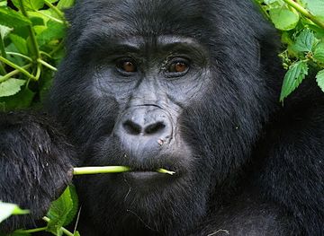 uganda/bwindi-impenetrable-national-park/attraction/rushaga-sector-uganda