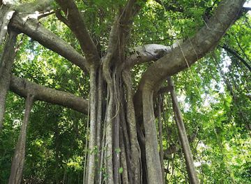 barbados/crane-beach/attraction/wild-barbados-hackleton-s-giants