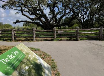 texas/south-texas/attraction/the-big-tree
