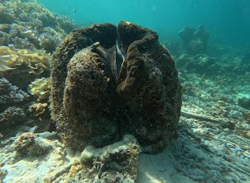 palau/koror-town/attraction/clam-city