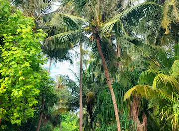Equatorial forest