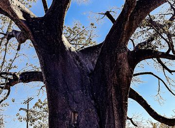 botswana/selebi-phikwe/attraction/fathertime-baobab-tree
