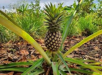 tanzania/stone-town/attraction/big-body-spice-farm