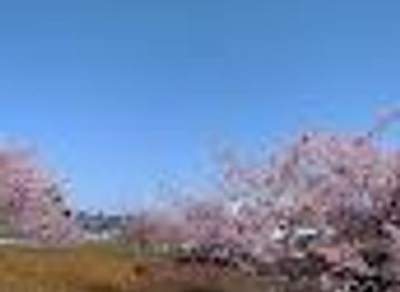 japan/nagasaki/attraction/kawazu-cherry-blossom-hill
