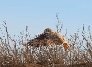 jordan/shawmari-wildlife-reserve/attraction/wahat-al-azraq