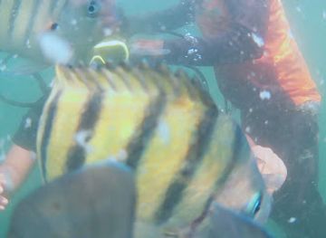 india/tarkarli/attraction/scuba-dive-spot-chivala-beach