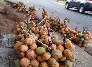 senegal/kolda/attraction/public-garden
