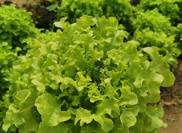 thailand/sai-yok-national-park/attraction/phitak-thin-farm