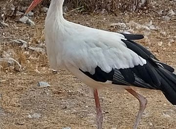 greece/paros/attraction/aegan-wildlife-hospital-alkioni